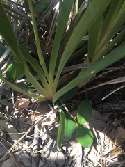 Dianella crinoides