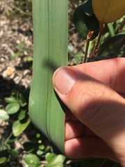 Dianella crinoides
