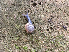 Oxychilus