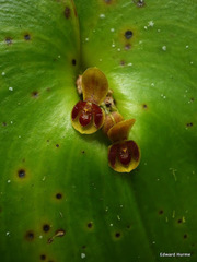 Pleurothallis cordata