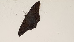 Ascalapha odorata