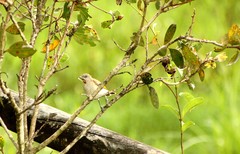 Conopophila rufogularis