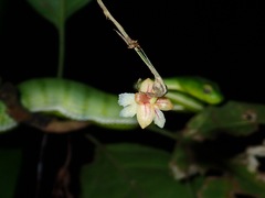 Dendrobium sabahense