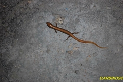 Ablepharus kitaibelii