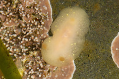 Cadlina modesta