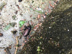 Carabus nemoralis