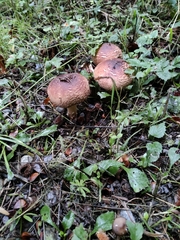 Fungi