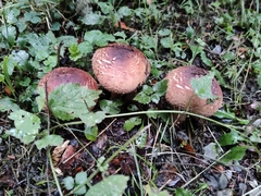 Fungi