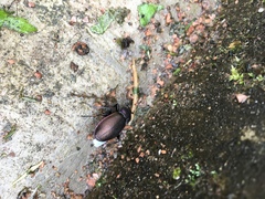 Carabus nemoralis