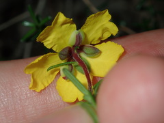 Hibbertia pedunculata