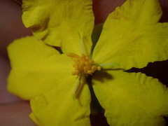 Hibbertia pedunculata
