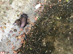 Carabus nemoralis