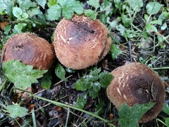Fungi