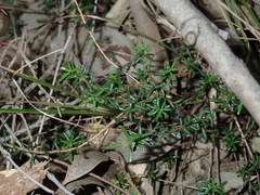 Hibbertia pedunculata