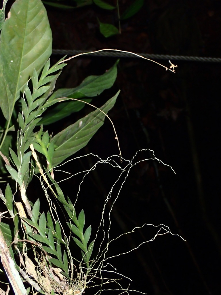 Dendrobium sabahense J.J.Wood 4