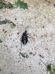 Carabus nemoralis