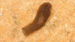 Planariidae