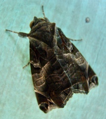 Calyptis