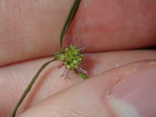 Image of Opercularia diphylla by (c) Thomas Mesaglio, some rights reserved (CC BY)