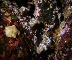 Anthothoe albocincta