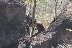 Herbert's Rock-Wallaby photo 3