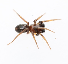 Phrurolithus festivus