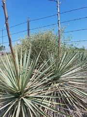 Yucca arkansana
