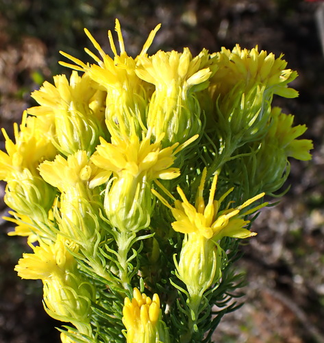 Image of Pteronia camphorata by no rights reserved