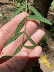 Pimelea neoanglica