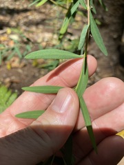 Pimelea neoanglica