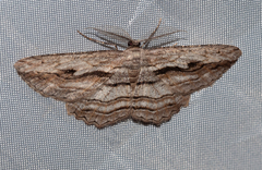 Scioglyptis loxographa