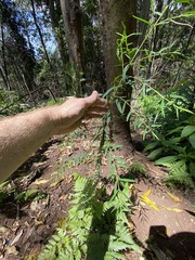 Pimelea neoanglica