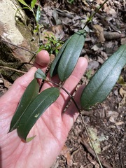 Parsonsia rotata