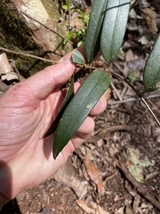Parsonsia rotata