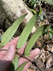 Parsonsia rotata