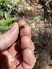 Parsonsia rotata