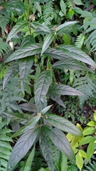 Achyranthes longifolia