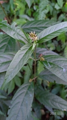 Achyranthes longifolia