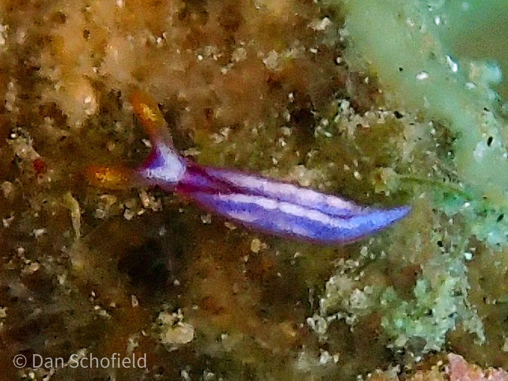 White-marked Taco Slug