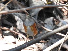 Turdus hortulorum