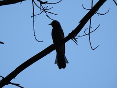 Hypsipetes amaurotis