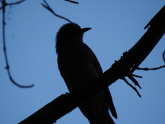 Hypsipetes amaurotis