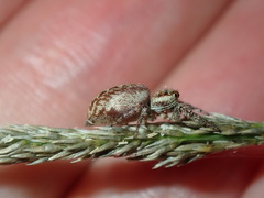 Opisthoncus serratofasciatus