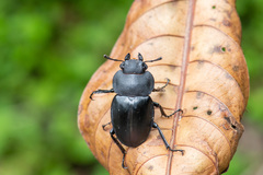 Odontolabis leuthneri