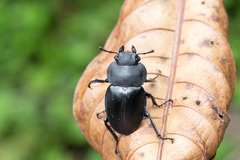 Odontolabis leuthneri