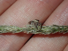 Opisthoncus serratofasciatus