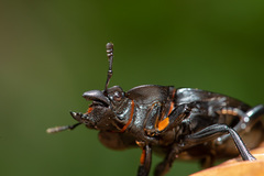 Odontolabis leuthneri