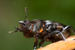 Odontolabis leuthneri