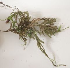 Camptochaete arbuscula