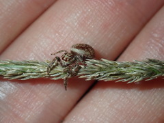 Opisthoncus serratofasciatus